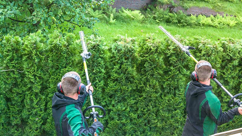 Expert Tree Cutting Services in the UK